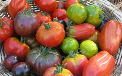 rencontre spéciale tomates