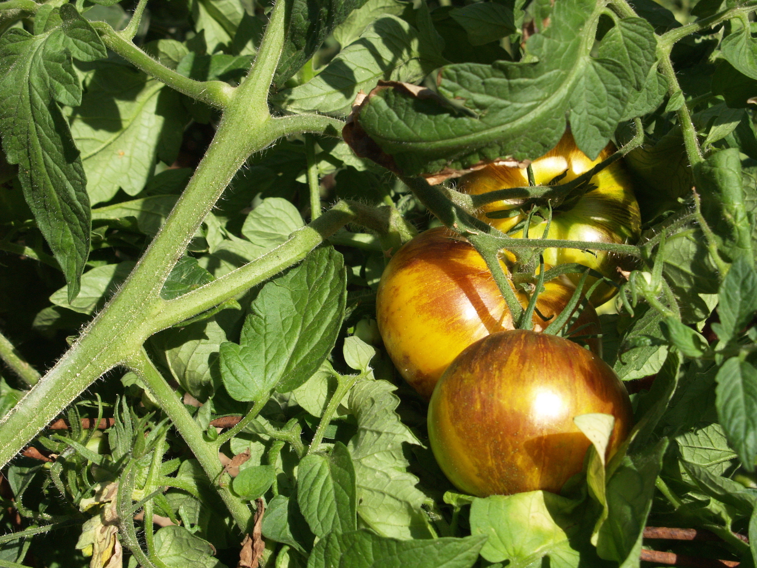 agroécologie haute-loire