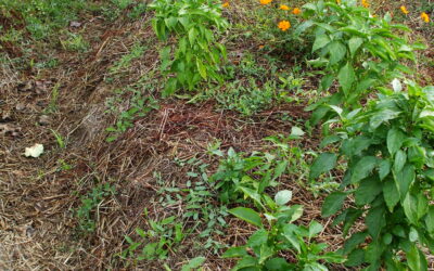 gestion de l&rsquo;eau au jardin 19 juillet et 09 août